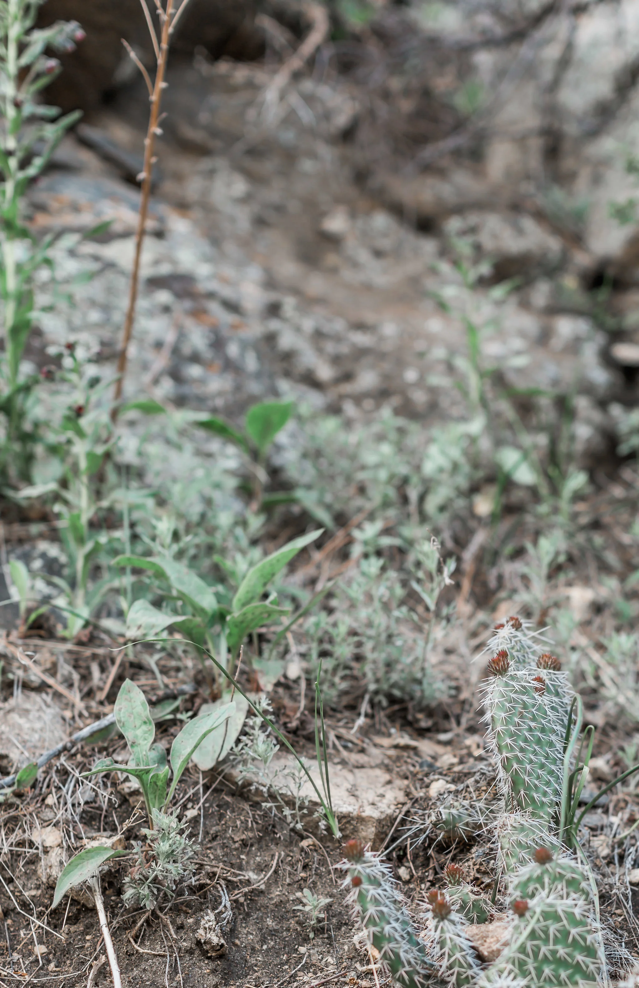 Golden Gate Canyon State Park Engagement Session | Golden Colorado | Andrea Rodway Photography