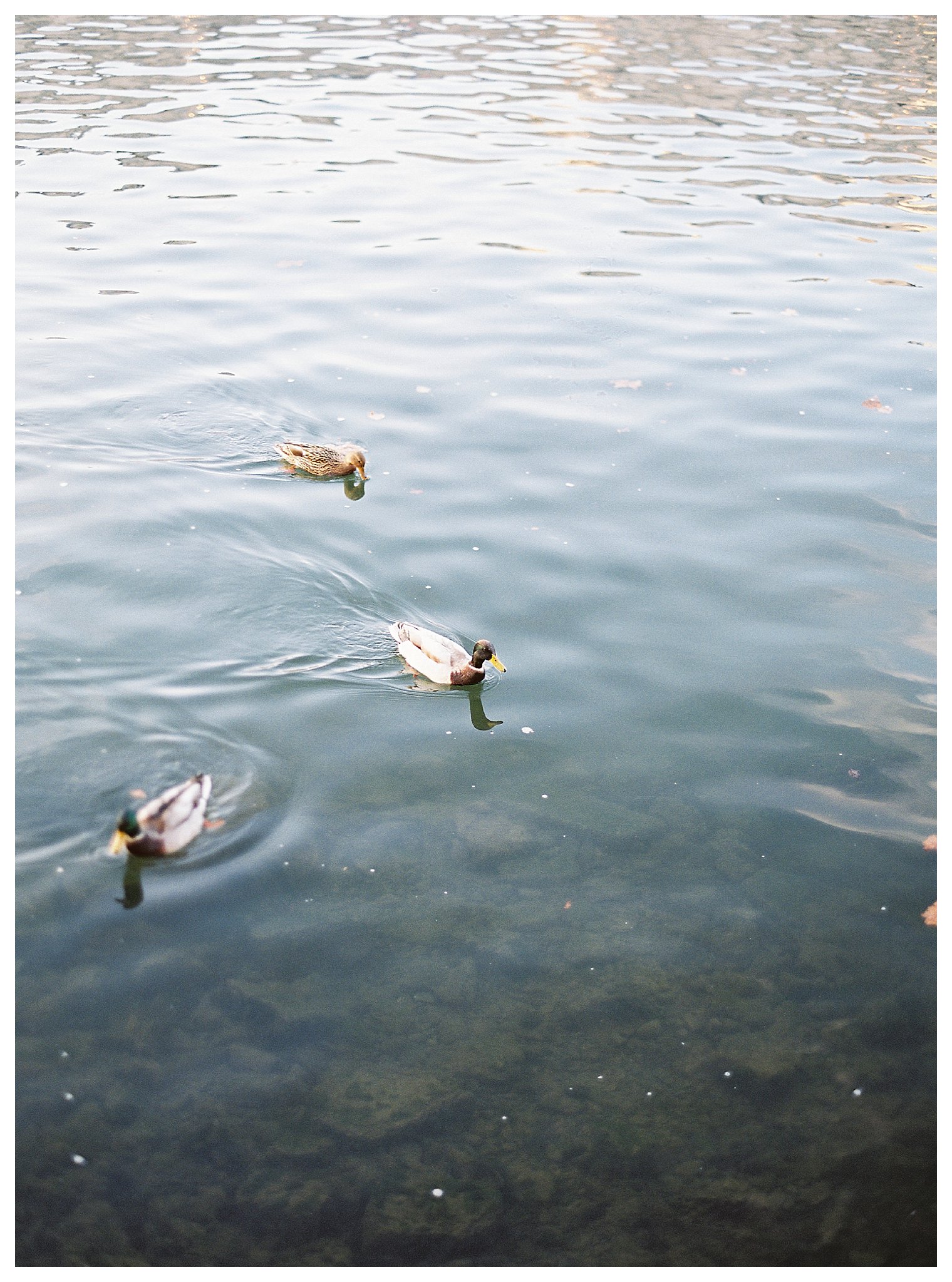 Paris Engagement Photographer | Andrea Rodway Photography
