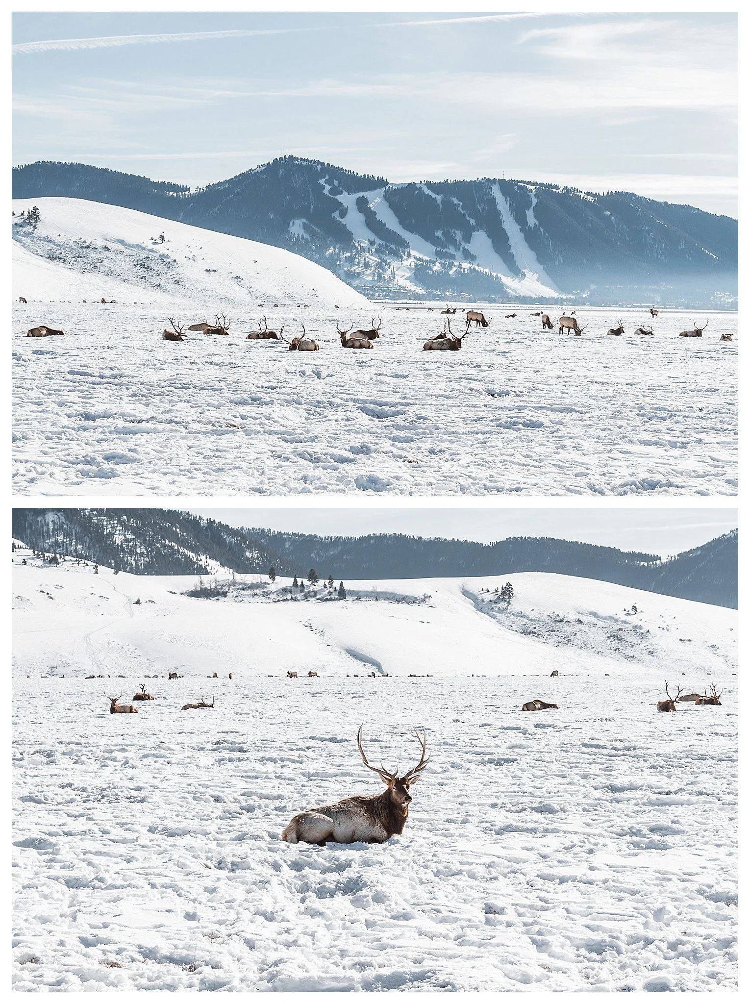 Jackson Hole Wedding | Andrea Rodway Photography