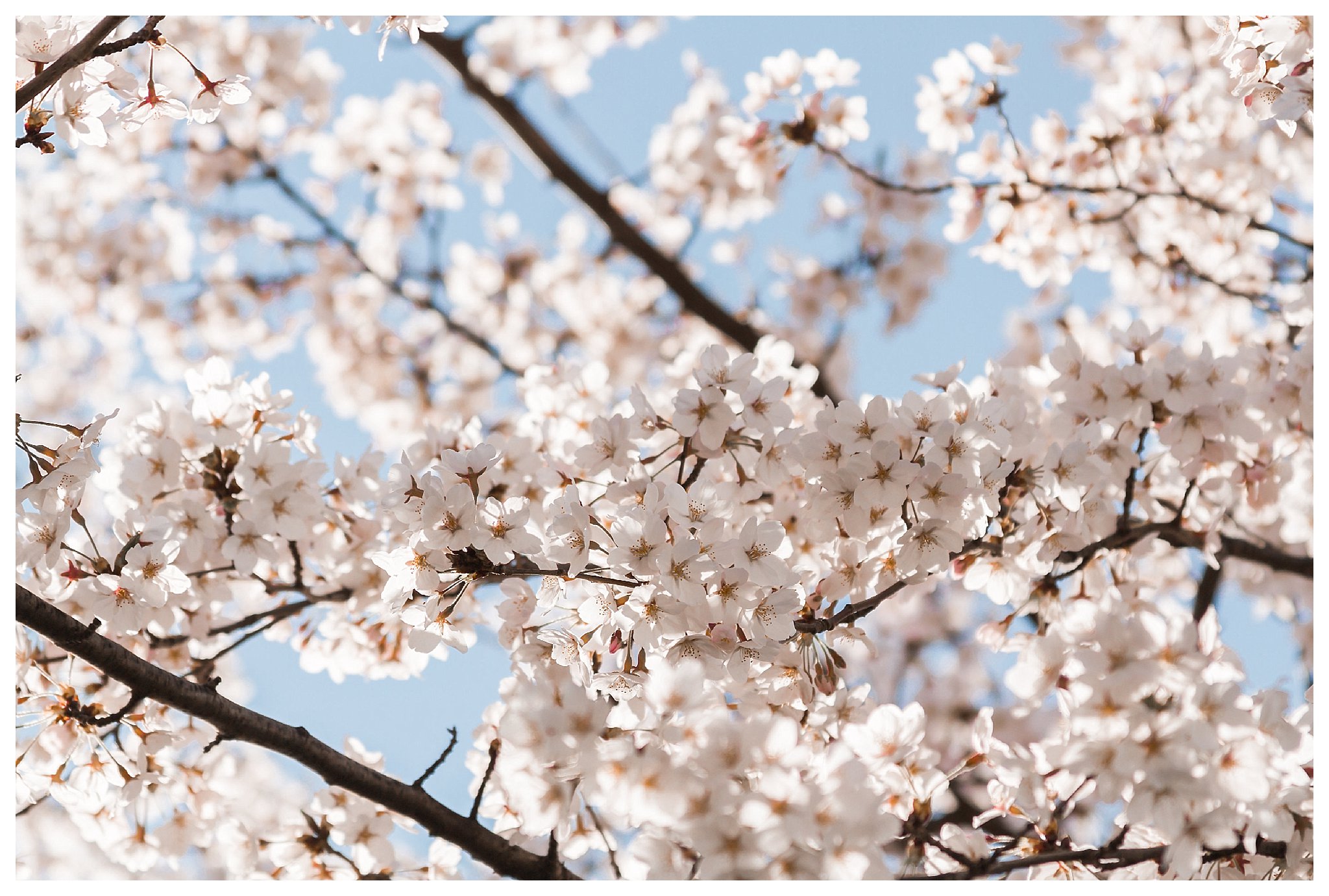 Cherry Blossom Engagement Photos Virginia Wedding Photographer Andrea Rodway Photography