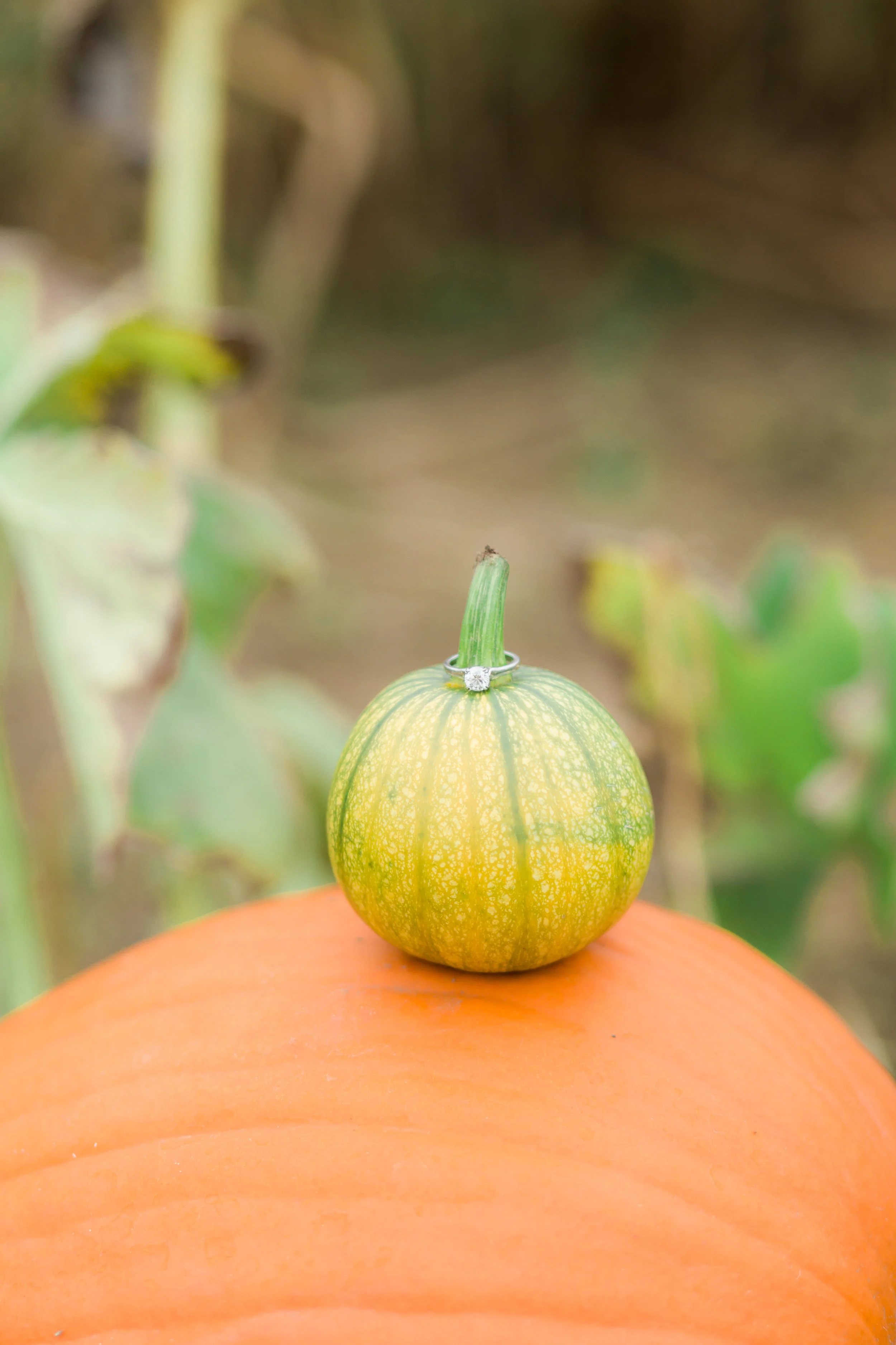 Ward's Berry Farm Fall Engagement Session | Boston Engagement Photographer