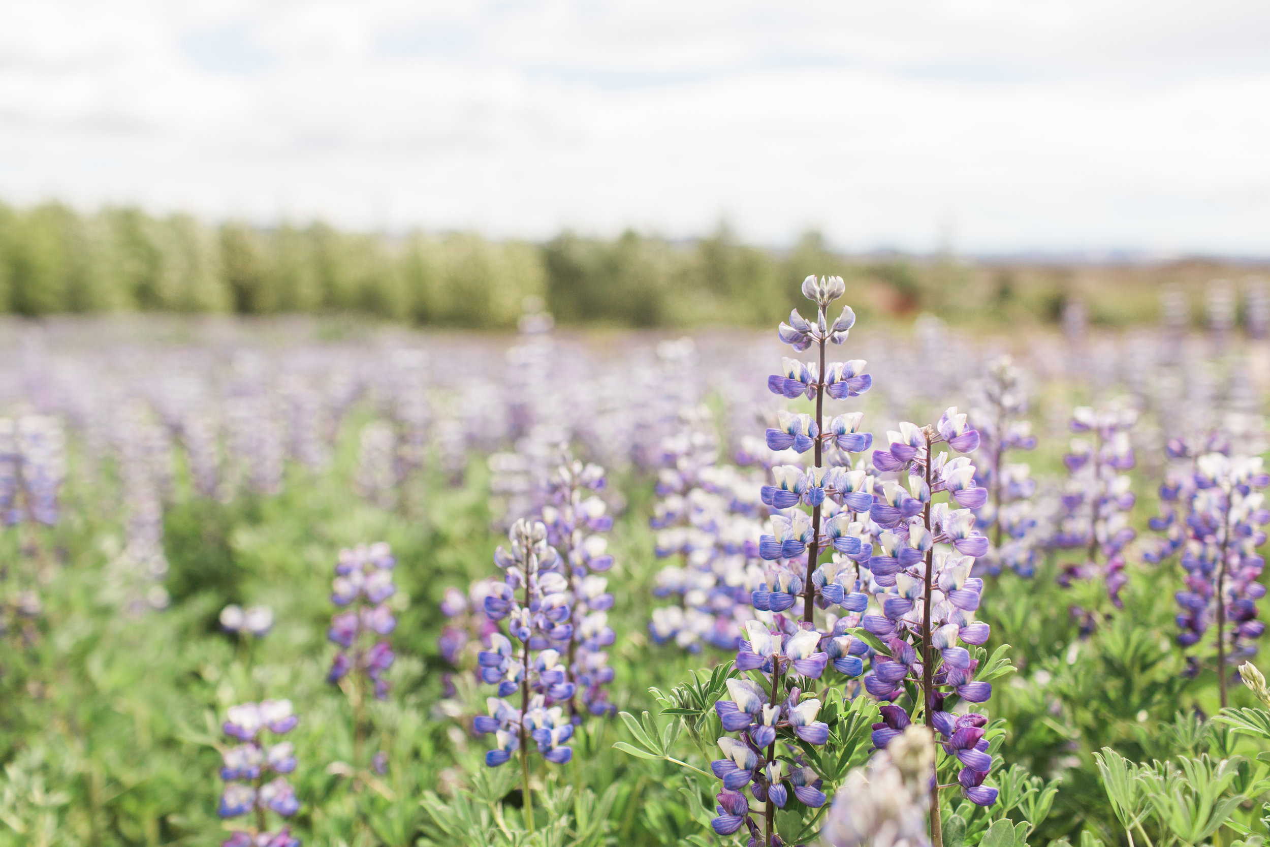 Wanderlust Iceland // Boston Travel Photographer