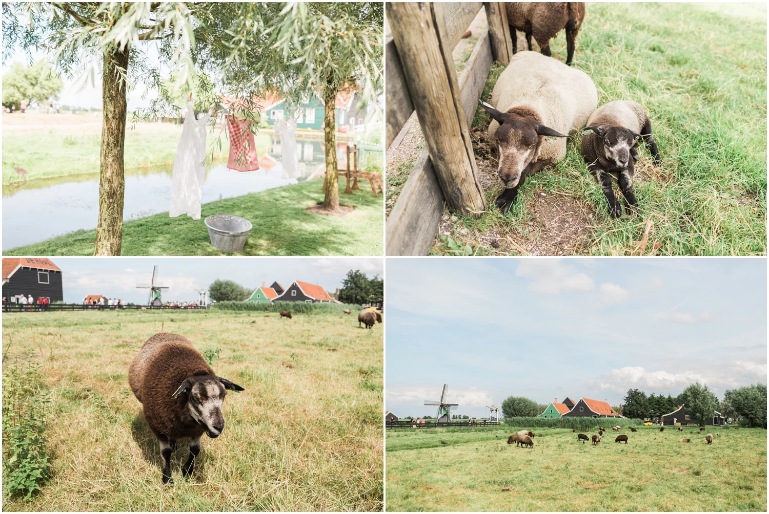 Dutch Countryside
