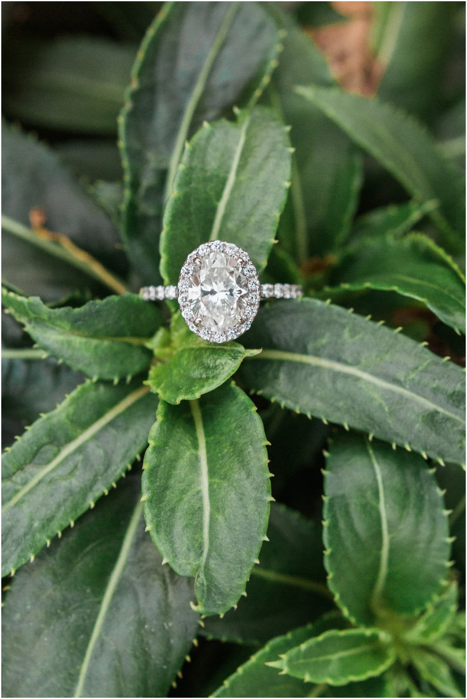 Beacon Hill Engagement Session