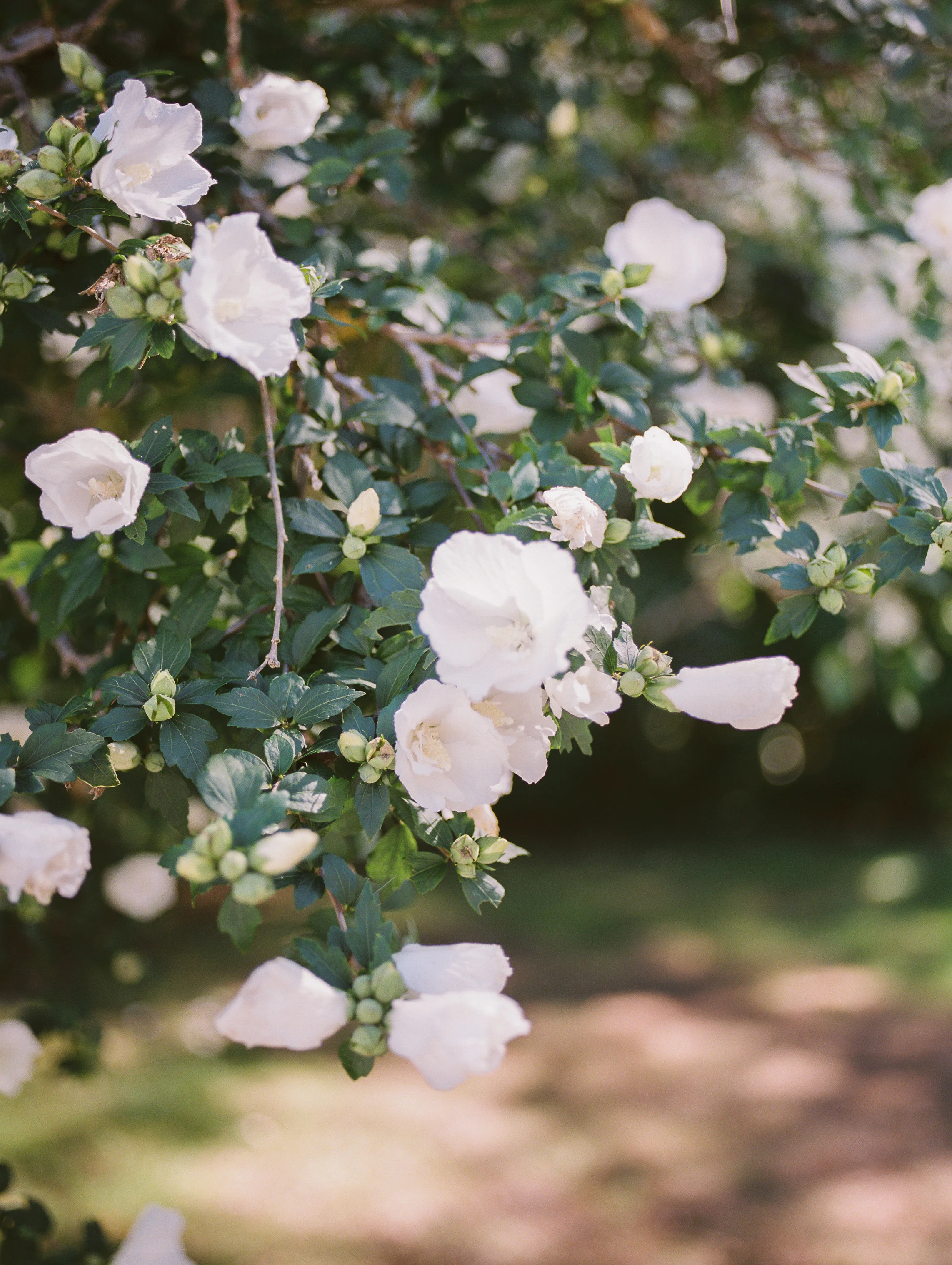 Backyard+Tented+Cape+Wedding-9.jpg