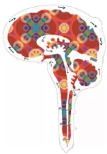 brain.jpg