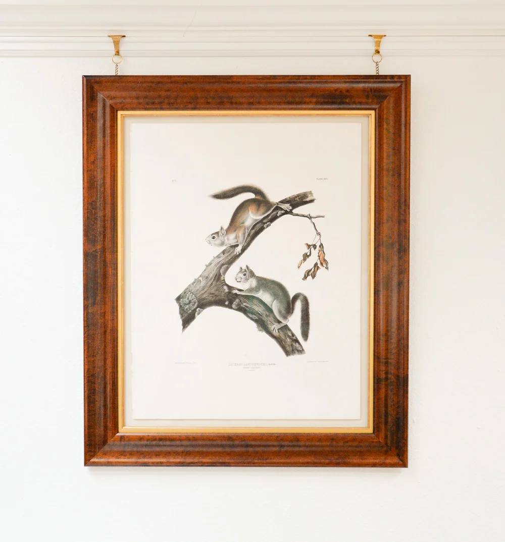 John James Audobon Downy Squirrel 