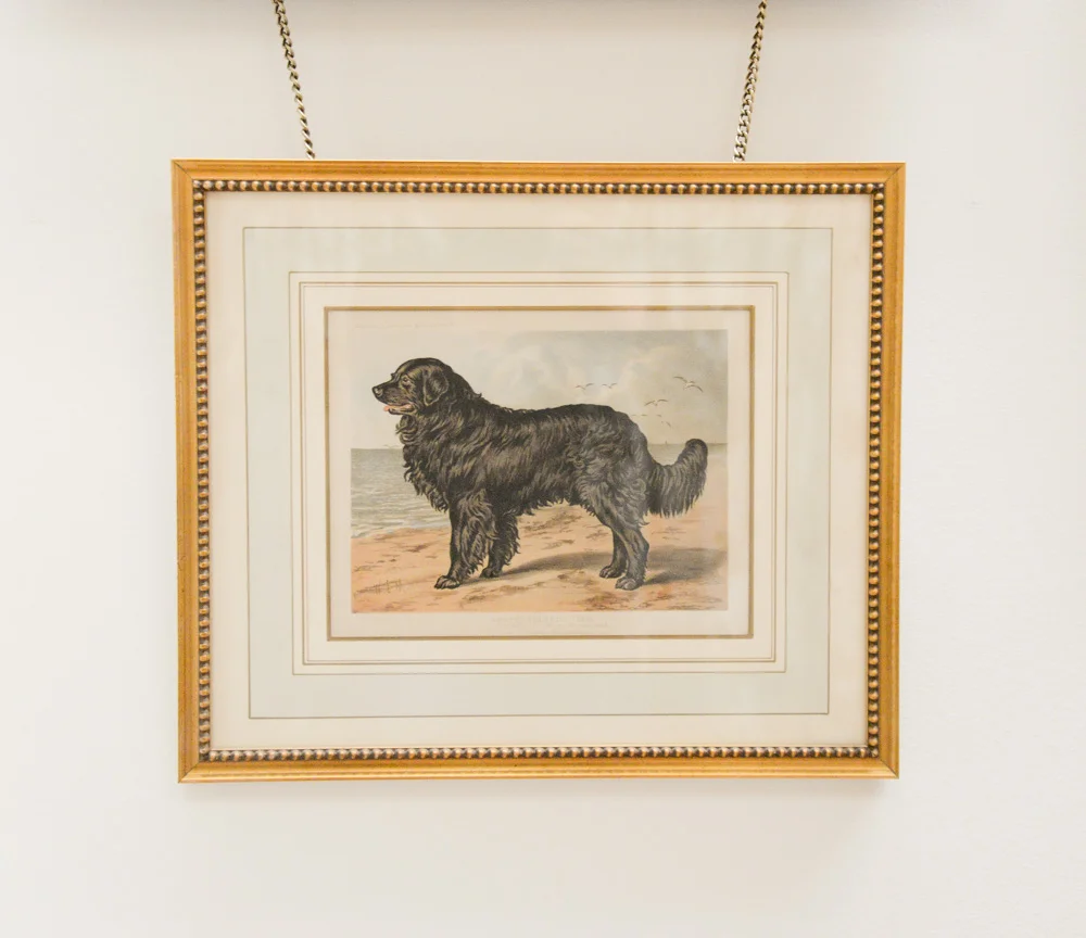 Cassell Newfoundland 