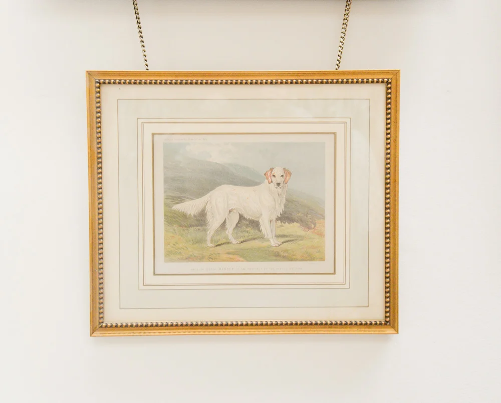 Cassell English Setter