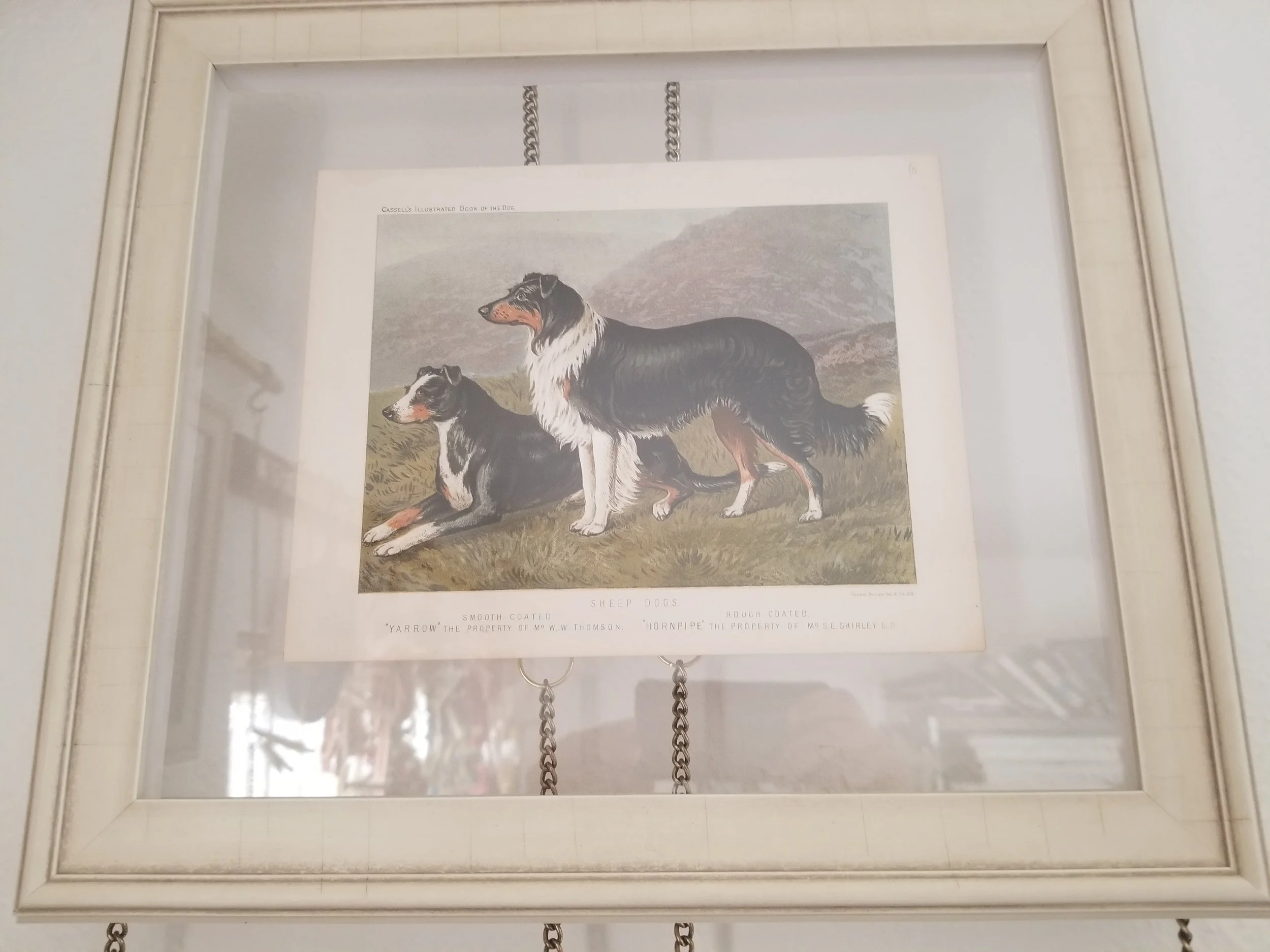 Cassell Dogs - Sheep Dog