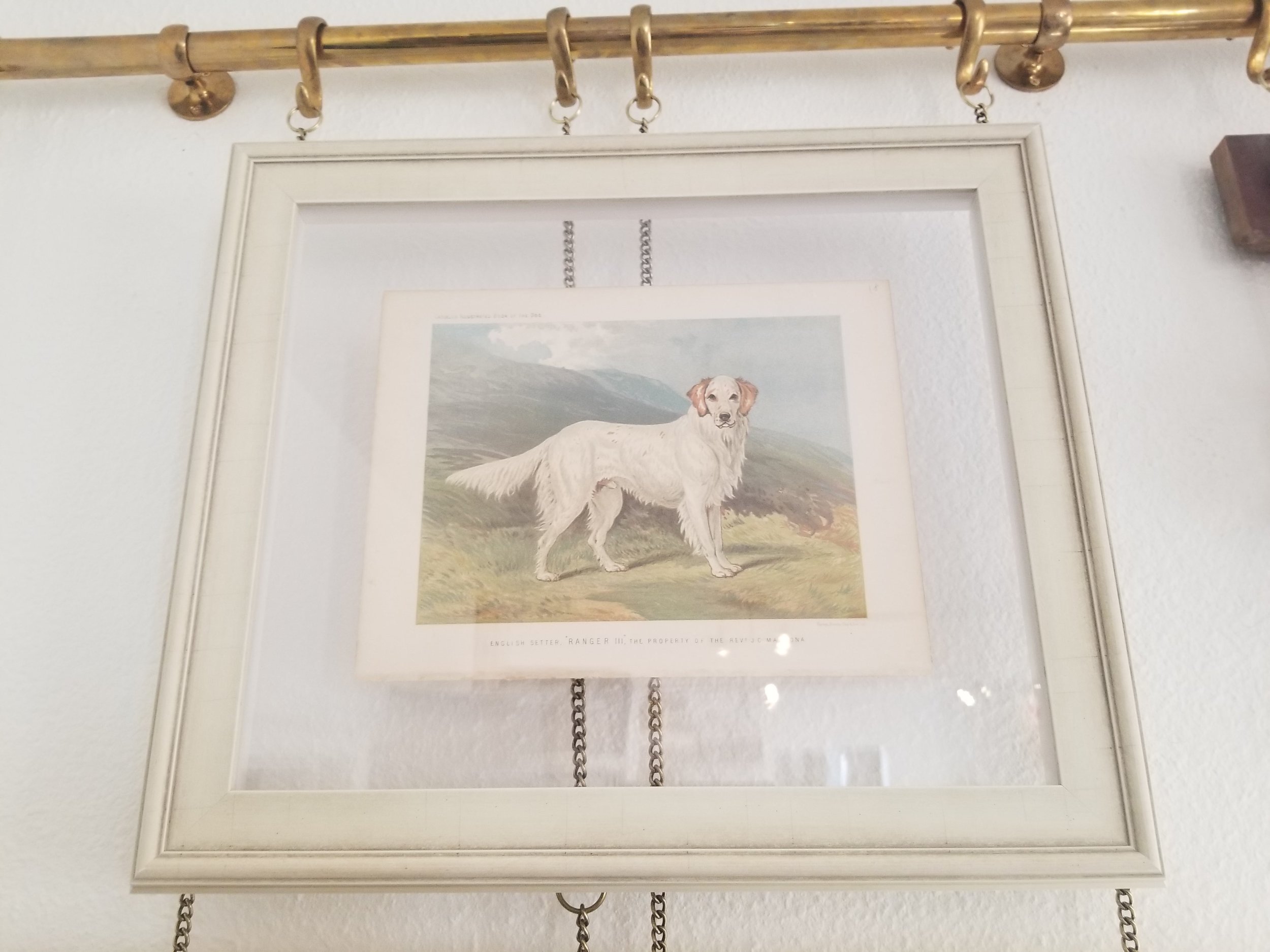 Cassell English Setter-min.jpg