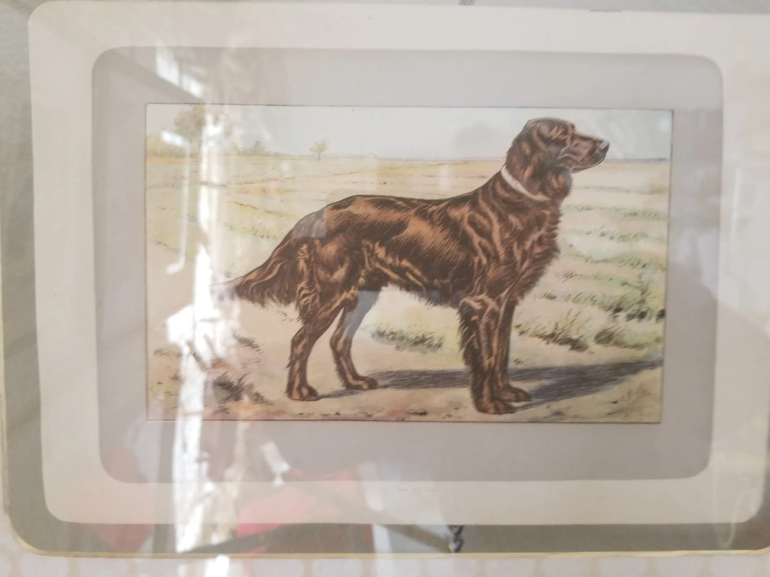 Mahler Irish Setter-min.jpg