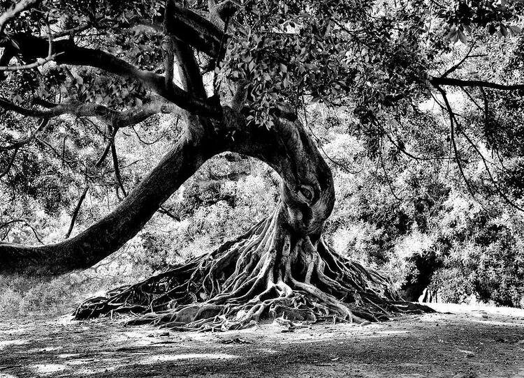 tree.jpg