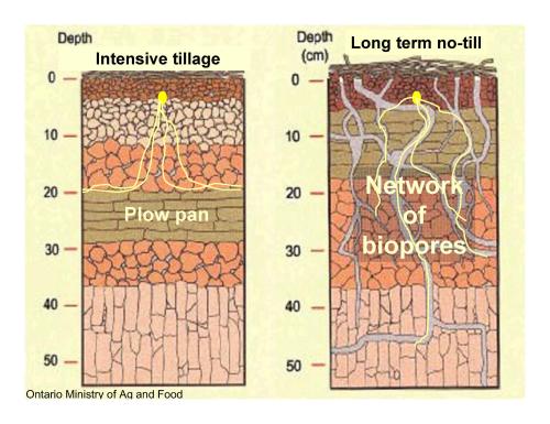 comparison of root penetration into soils using till vs. no-till methods
