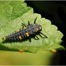 Ladybug larvae