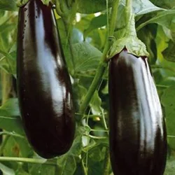 Diamond Eggplant-250.jpg