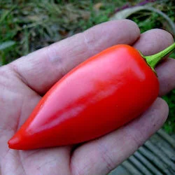 Chervena Chushka-250.jpeg