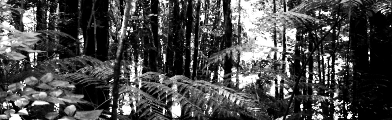 Valdivian_temperate_rainforest.jpeg