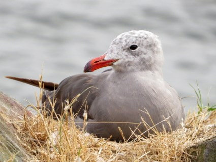 Nesting Heermann's gull. Photo credit: allaboutbirds.org