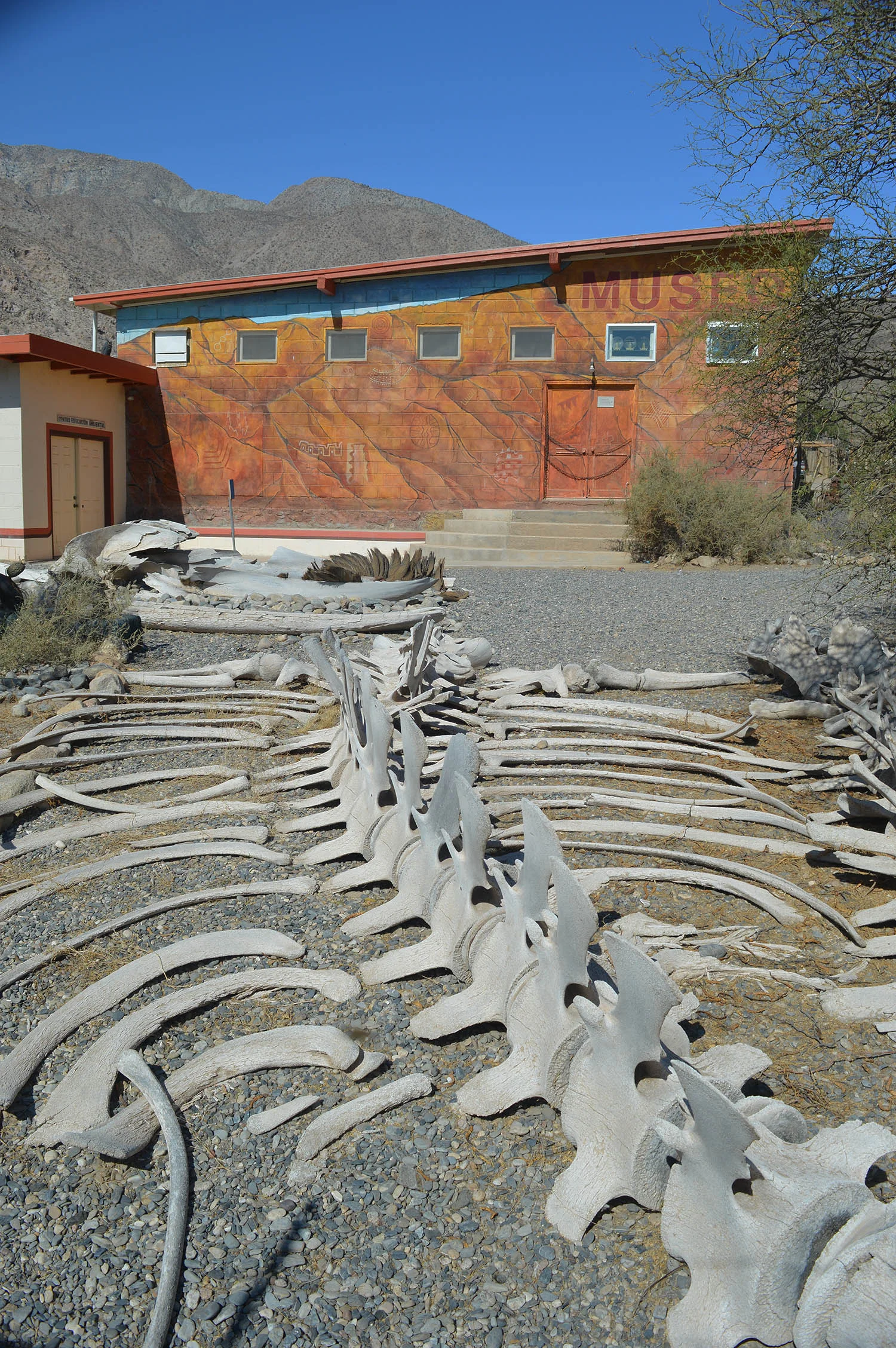 The Bahie de Los Angeles Natural History Musem. Whale bones in foreground.