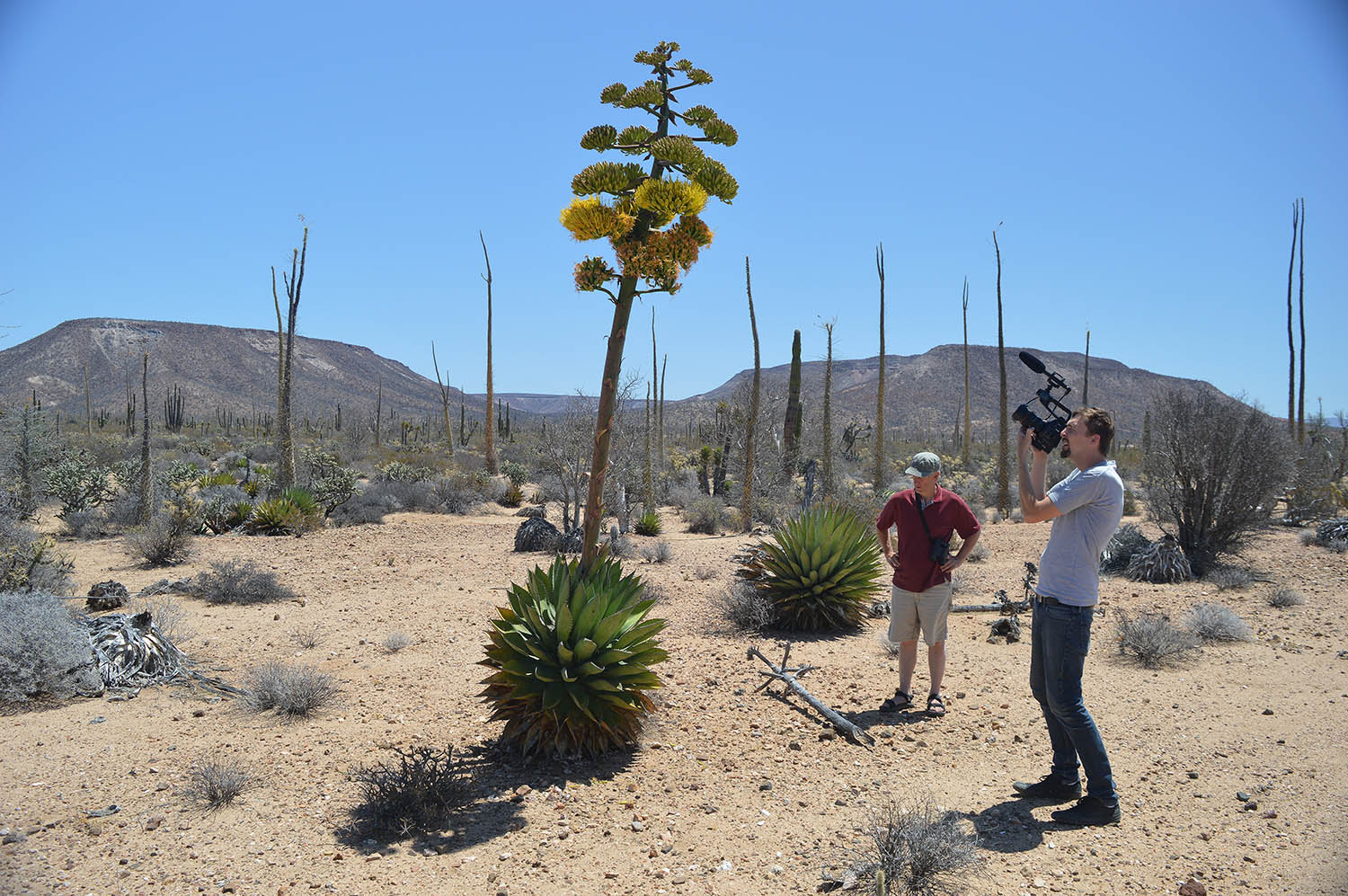 Goldman’s Agave ( Agave shawii ssp. goldmaniana) in bloom pictured here with Greg Meyer, scientific director of The Devil's Road (left) and JT Bruce, director of The Devil's Road (right).