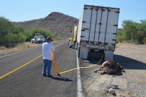 Truck driver pulling cow from roadway.