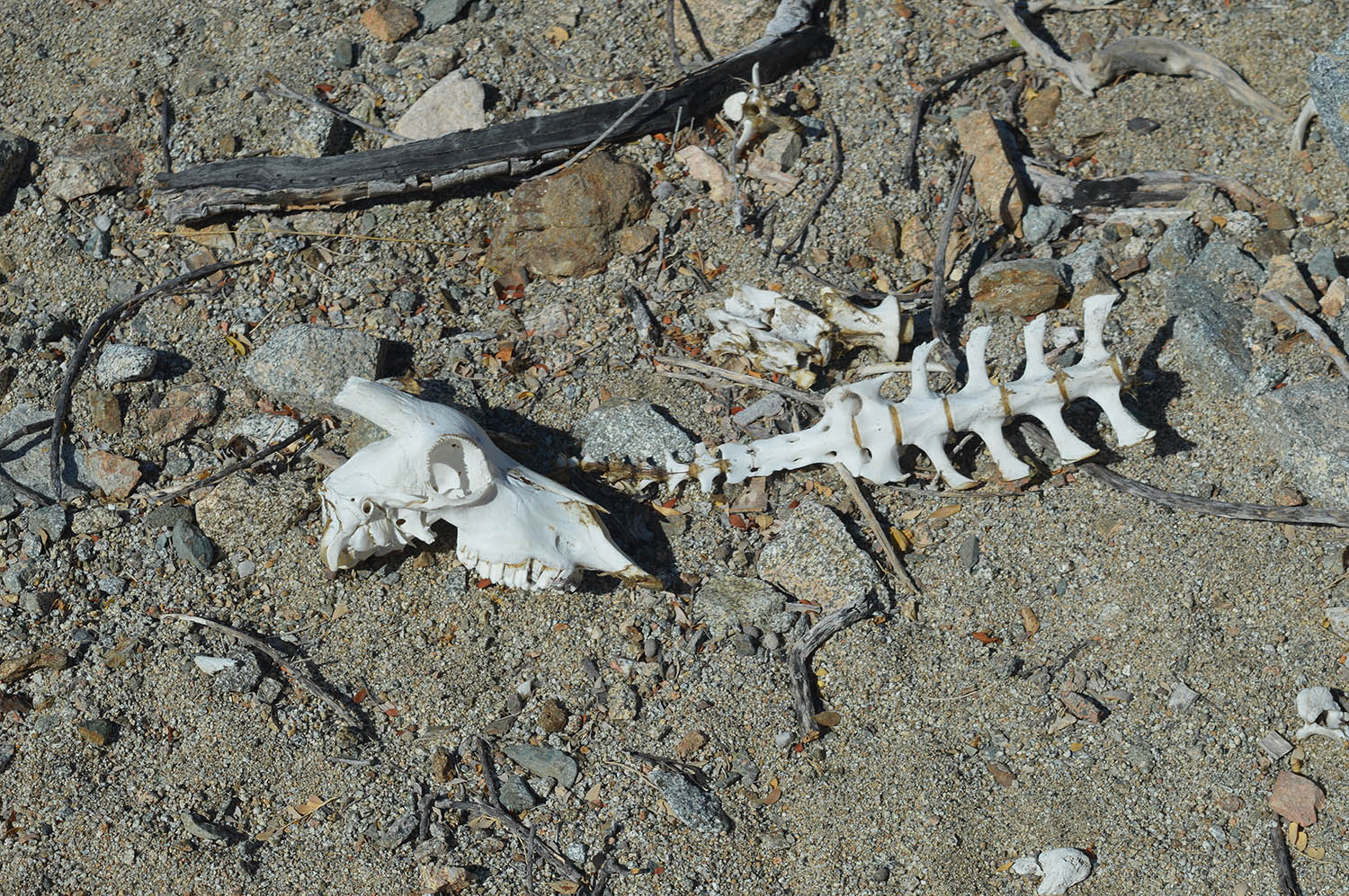 Feral goat remains. 