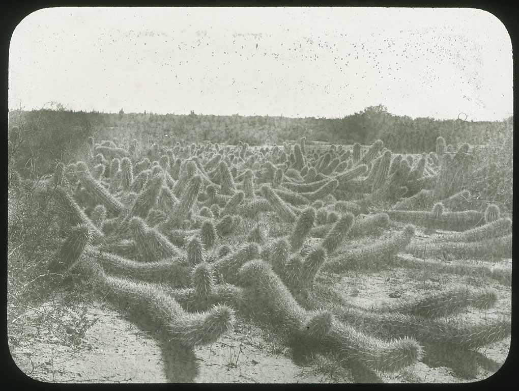 The devil's cactus, or creeping devil. 1905 picture by Edward A. Goldman.