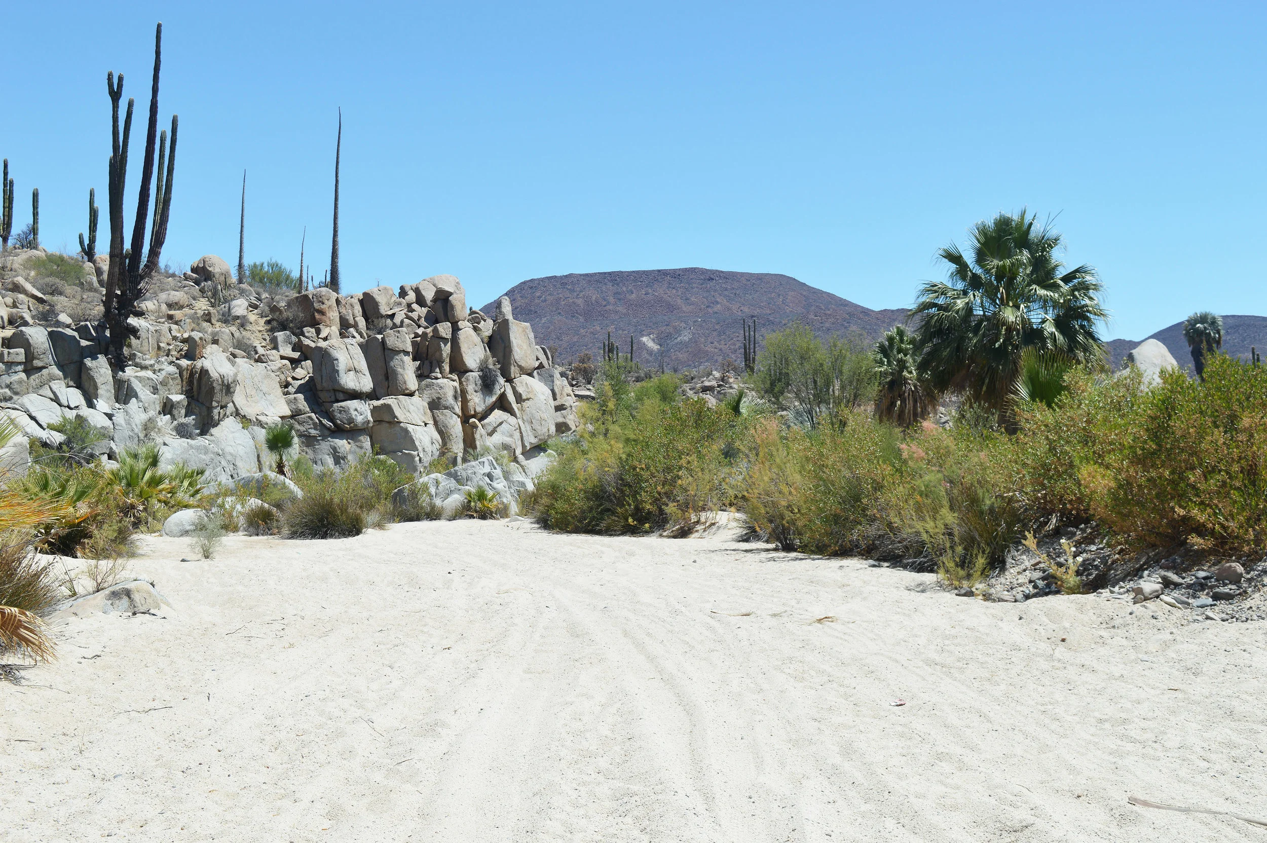 The sandy wash of a dried riverbed in Catavina's arroyo .