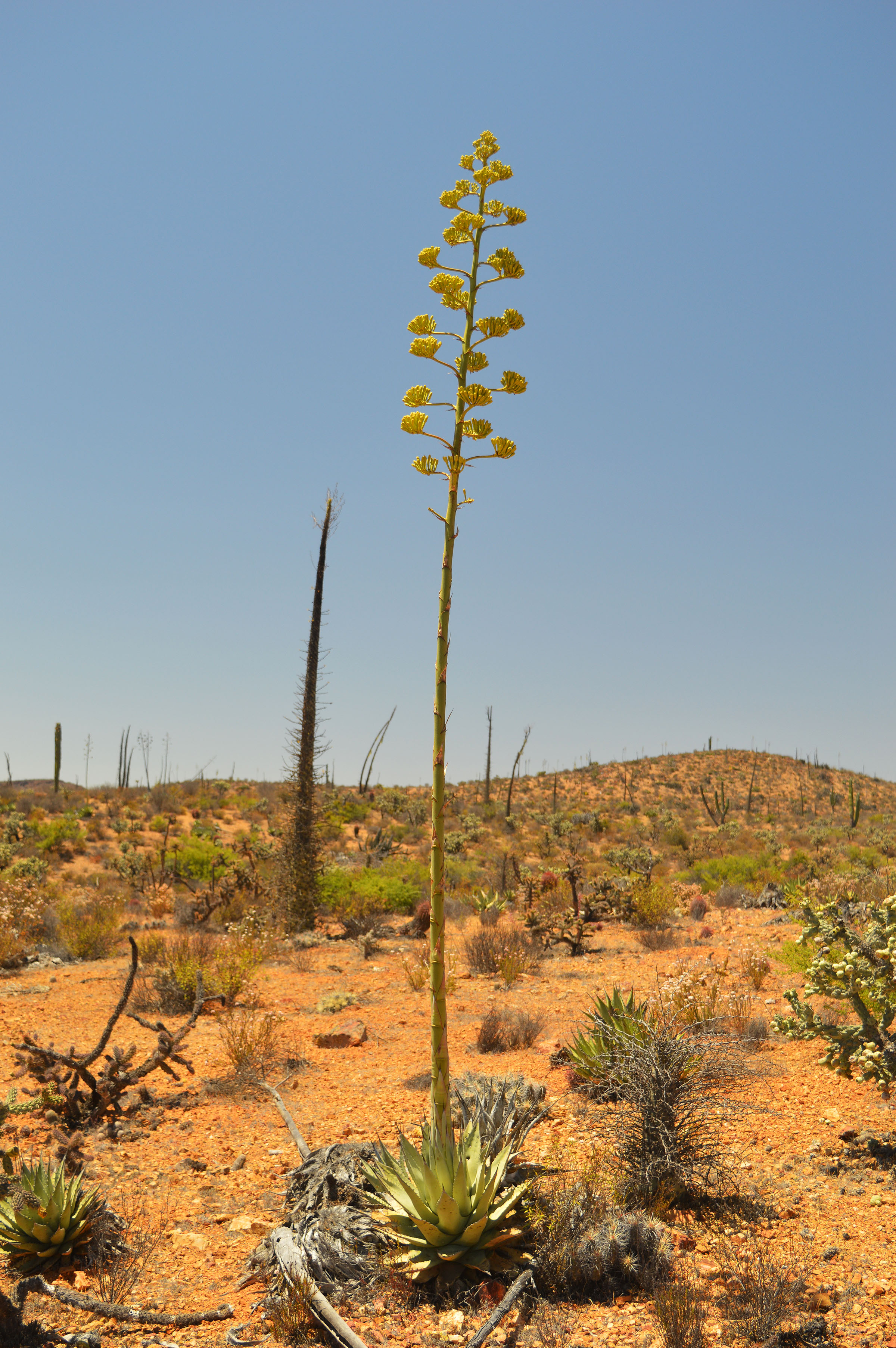 Nelson's century plant in full bloom. 