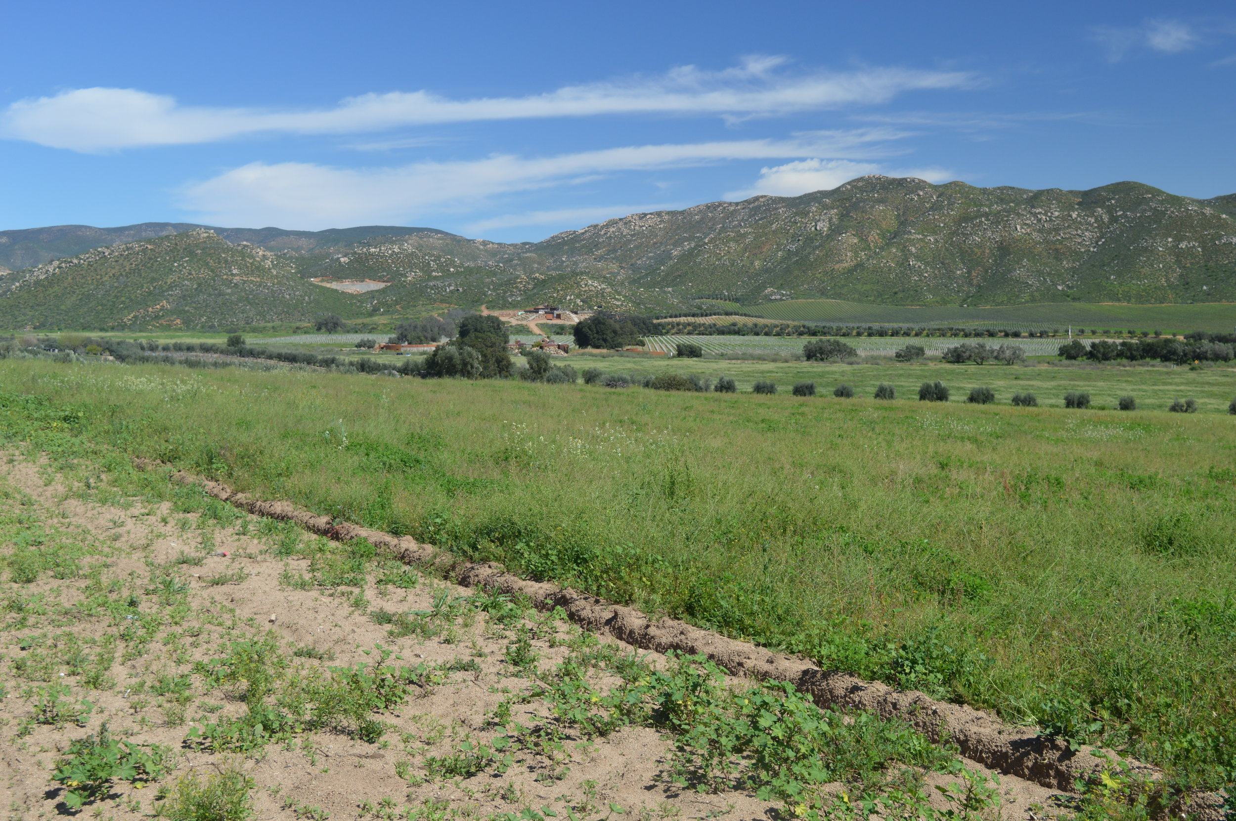 Valle de Guadalupe, Baja's wine country.