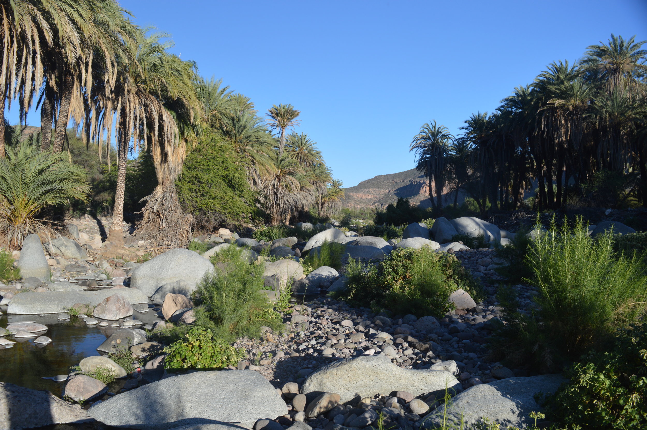 Oasis near Santa Gertrudis Mission