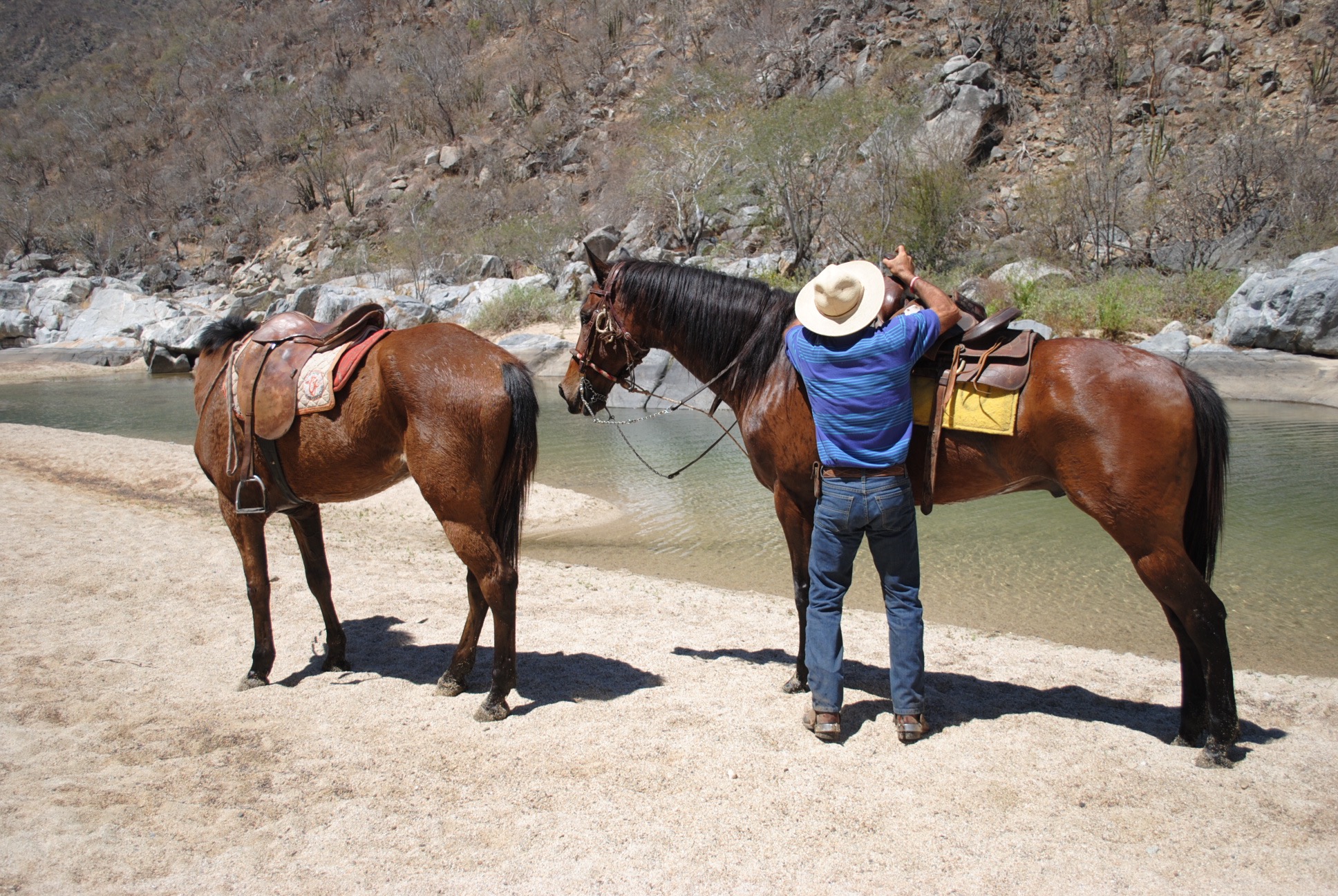 Oscar tending to his horses.