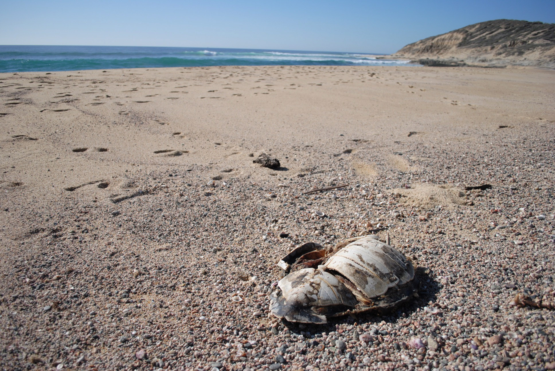 The carapace of a sea turtle carcass washed ashore. 