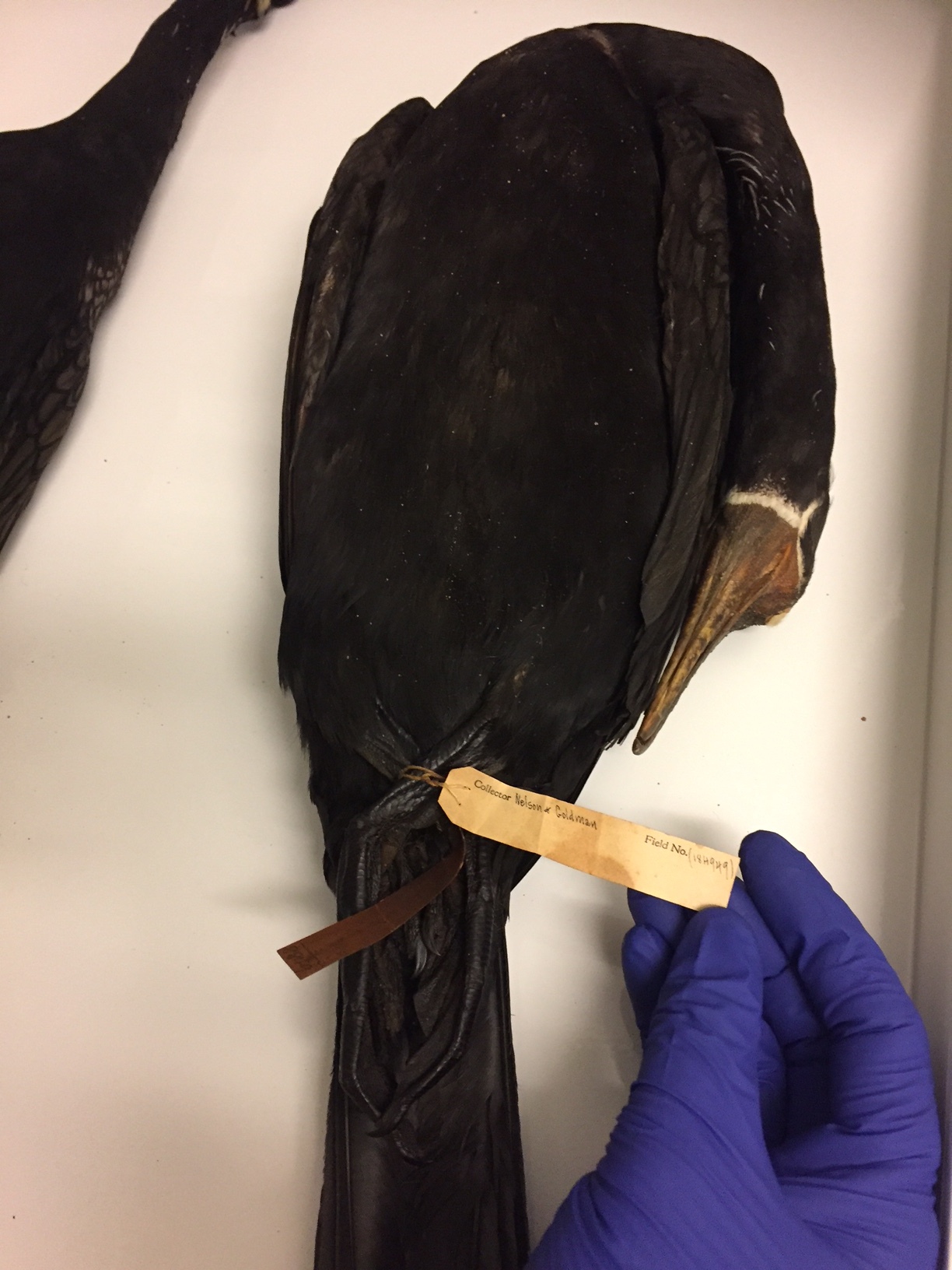 A well-preserved Mexican cormorant. Note the tag states "Nelson & Goldman."