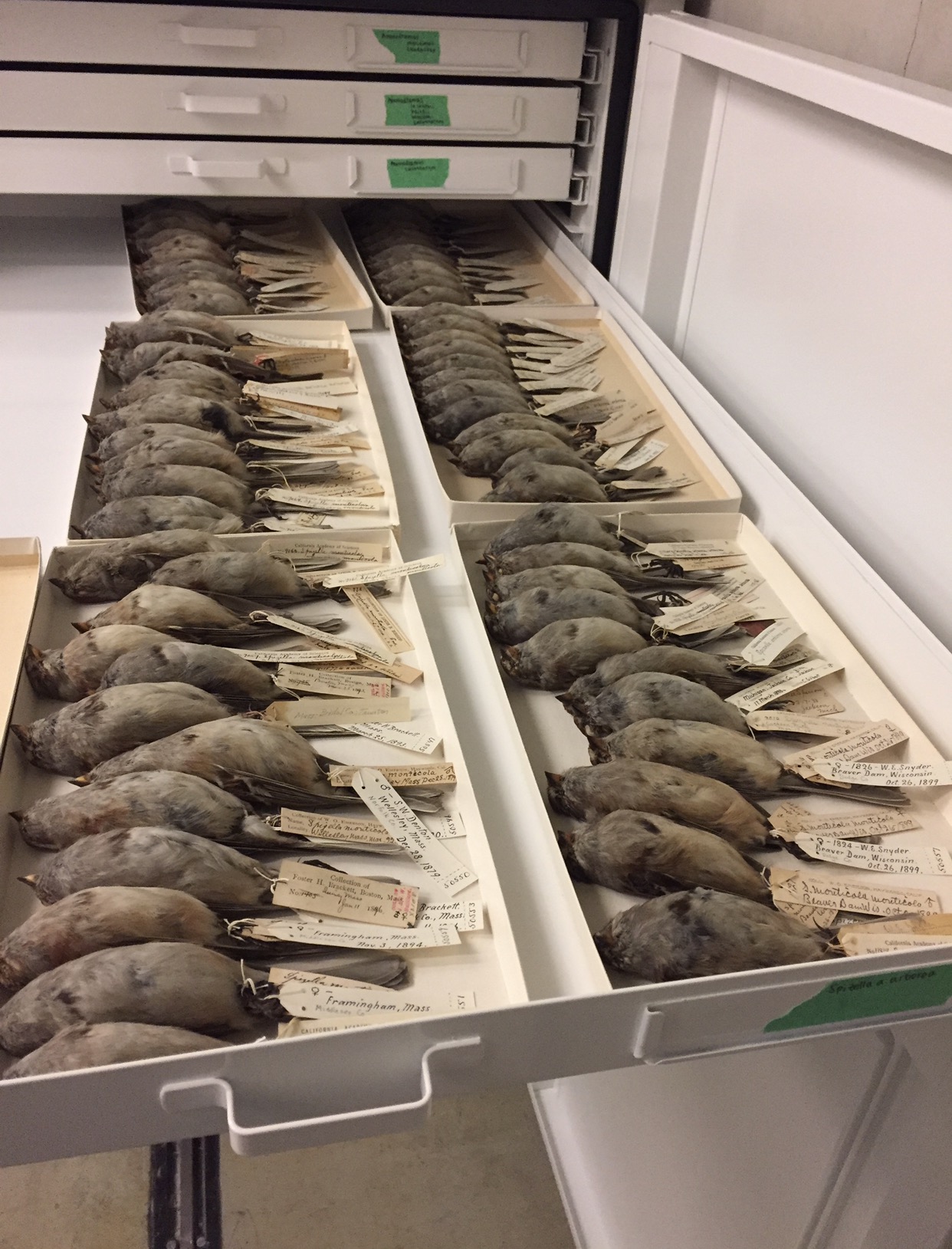 Seaside sparrow specimens, several of which were collected by Nelson & Goldman in 1874.