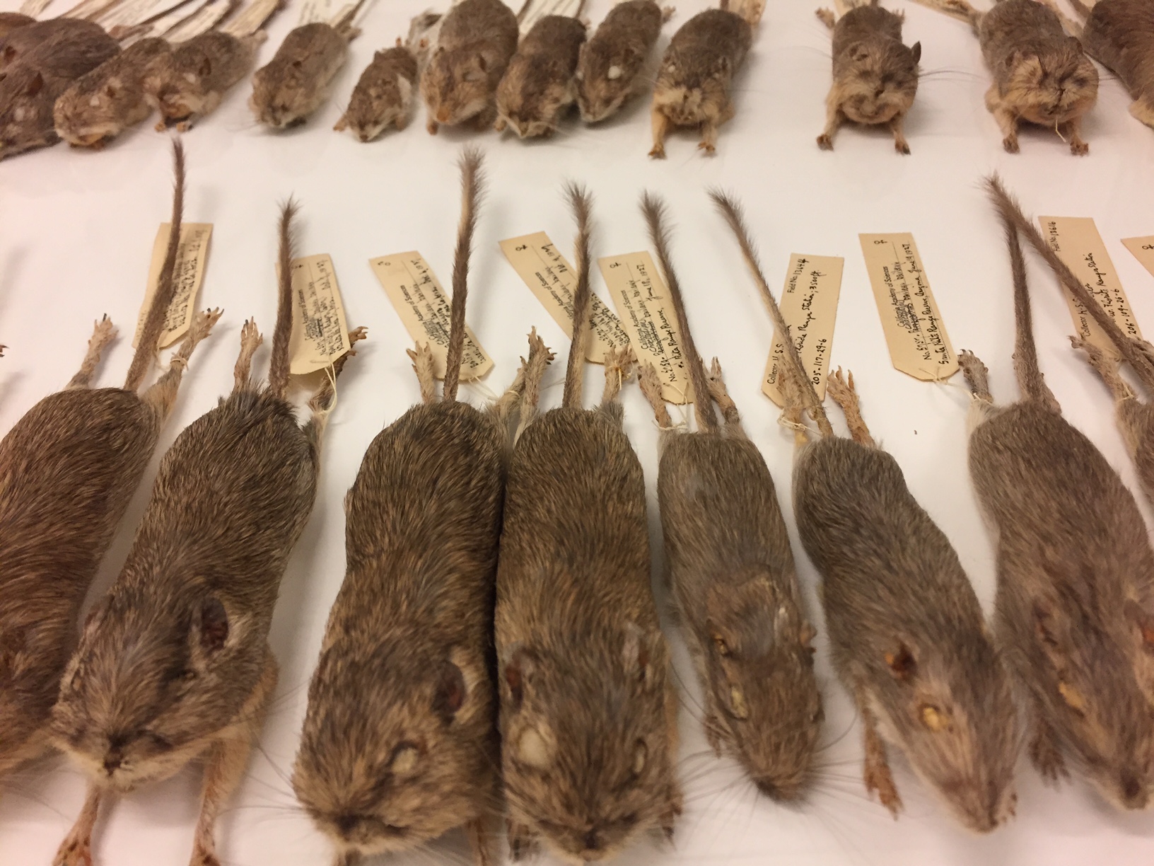 Specimens of the Bailey's pocket mouse.