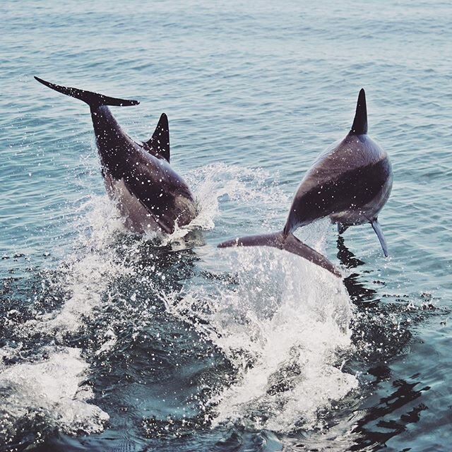 Celebrating #WorldOceansDay with one of our favorite photos of two long-beaked common dolphins in the Sea of Cortez! #devilsroadfilm
.
.
.
#seaofcortez #gulfofcalifornia #baja #bajacalifornia #worldoceansday2020 #dolphin #commondolphin #marinemammal 