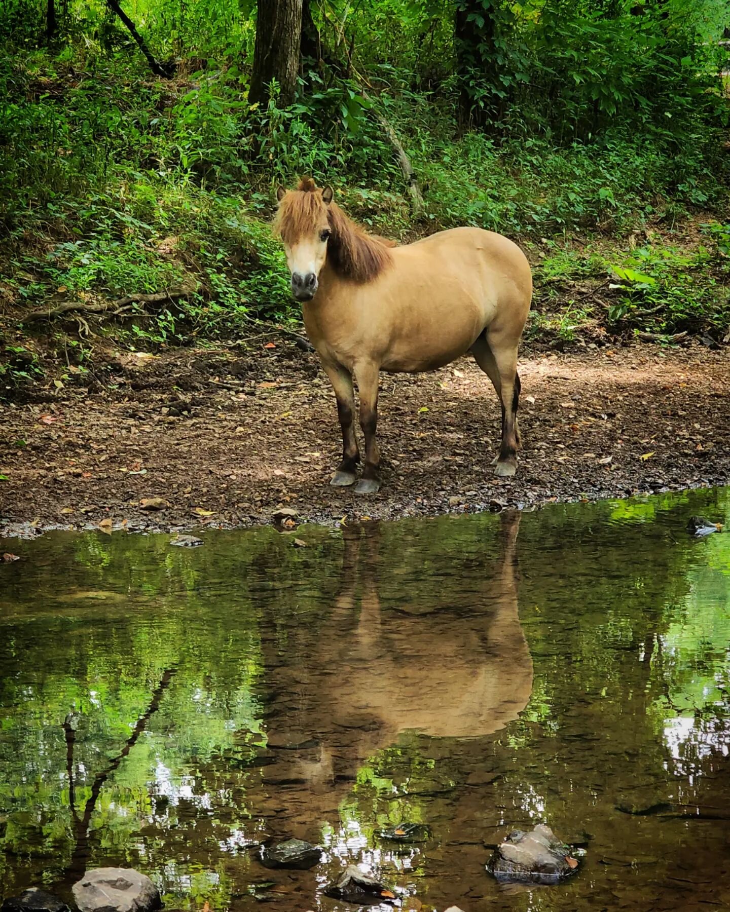 Jemimah was showing off her summer beach body today at the creek