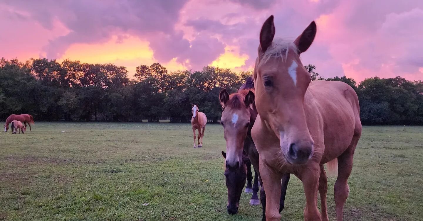Sunsets with the babies of the farm ❤️ ❤️ ❤️