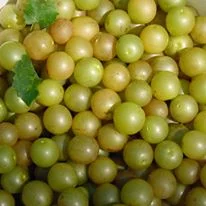 Grapes.jpg
