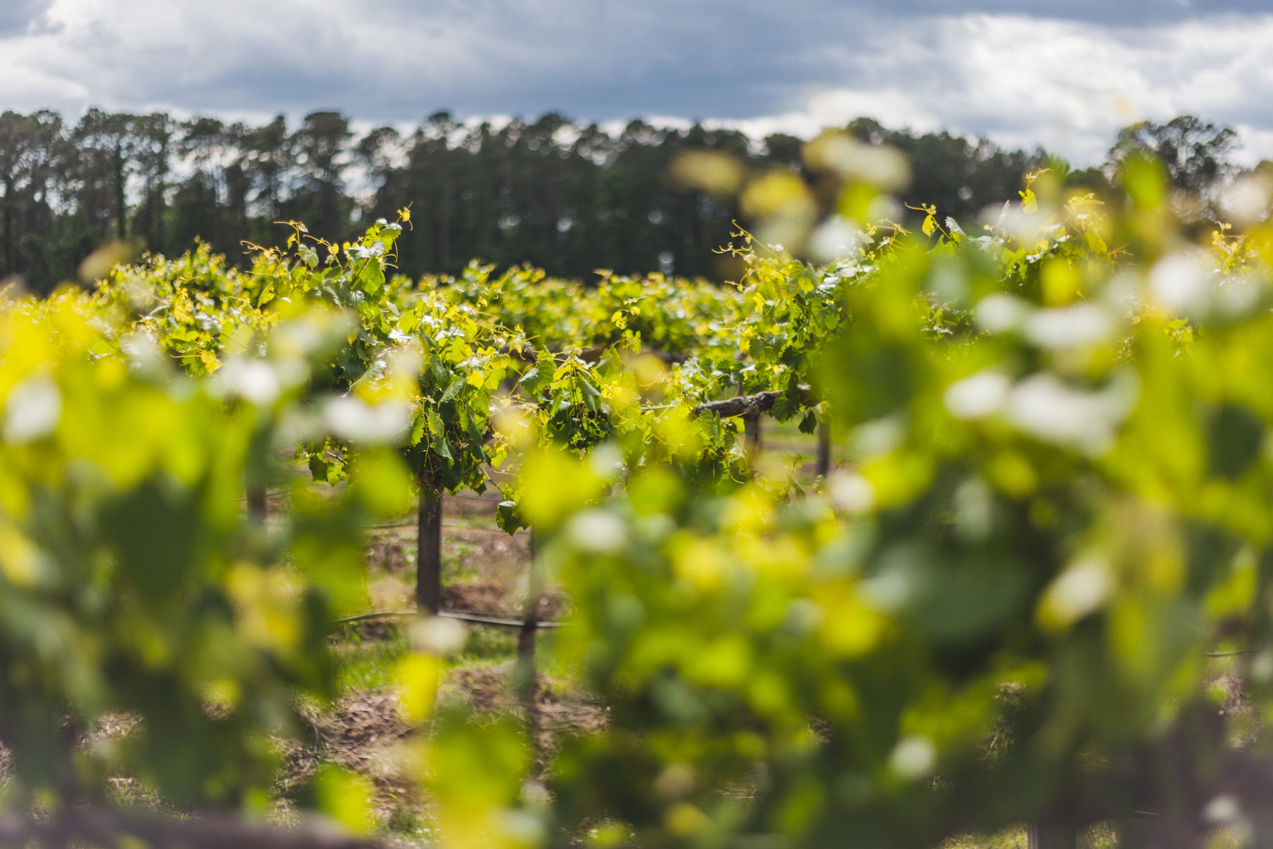 Vineyard.jpg