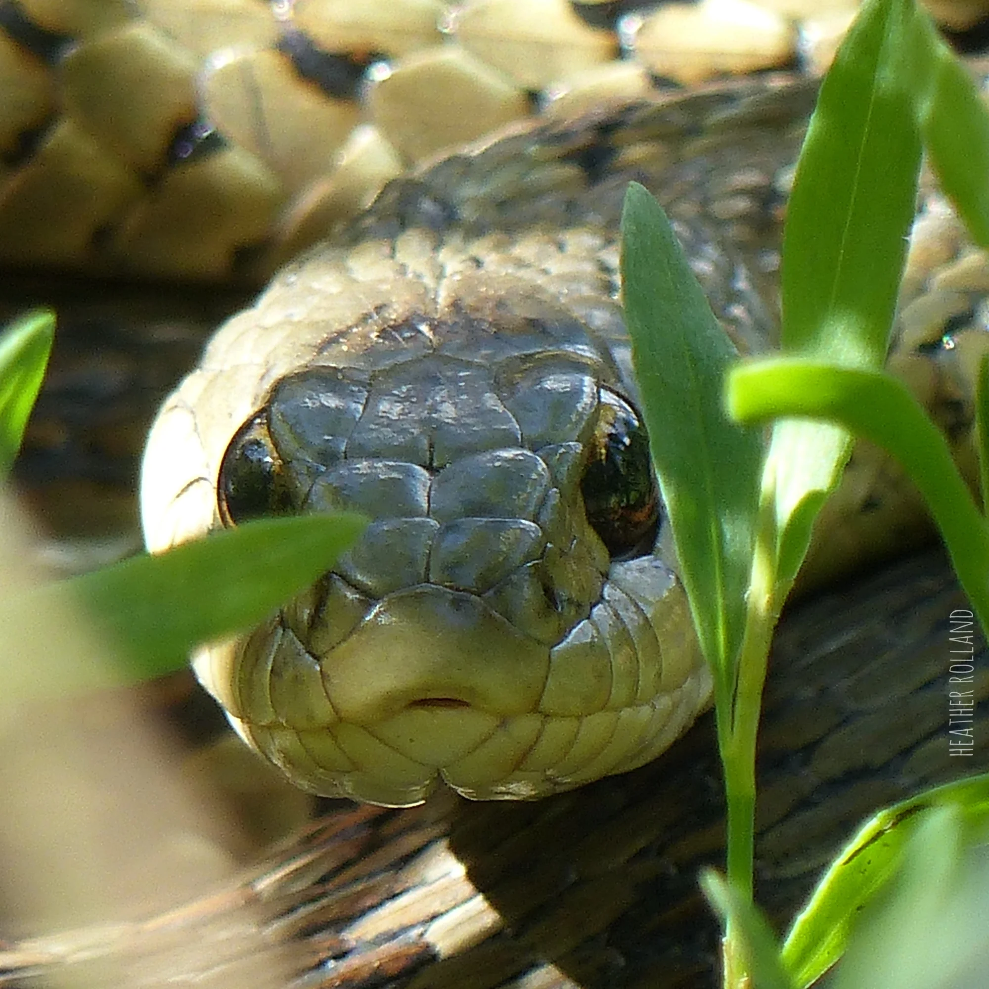 Garter snake. Photographed on Bramley Mountain in Delaware County, NY.