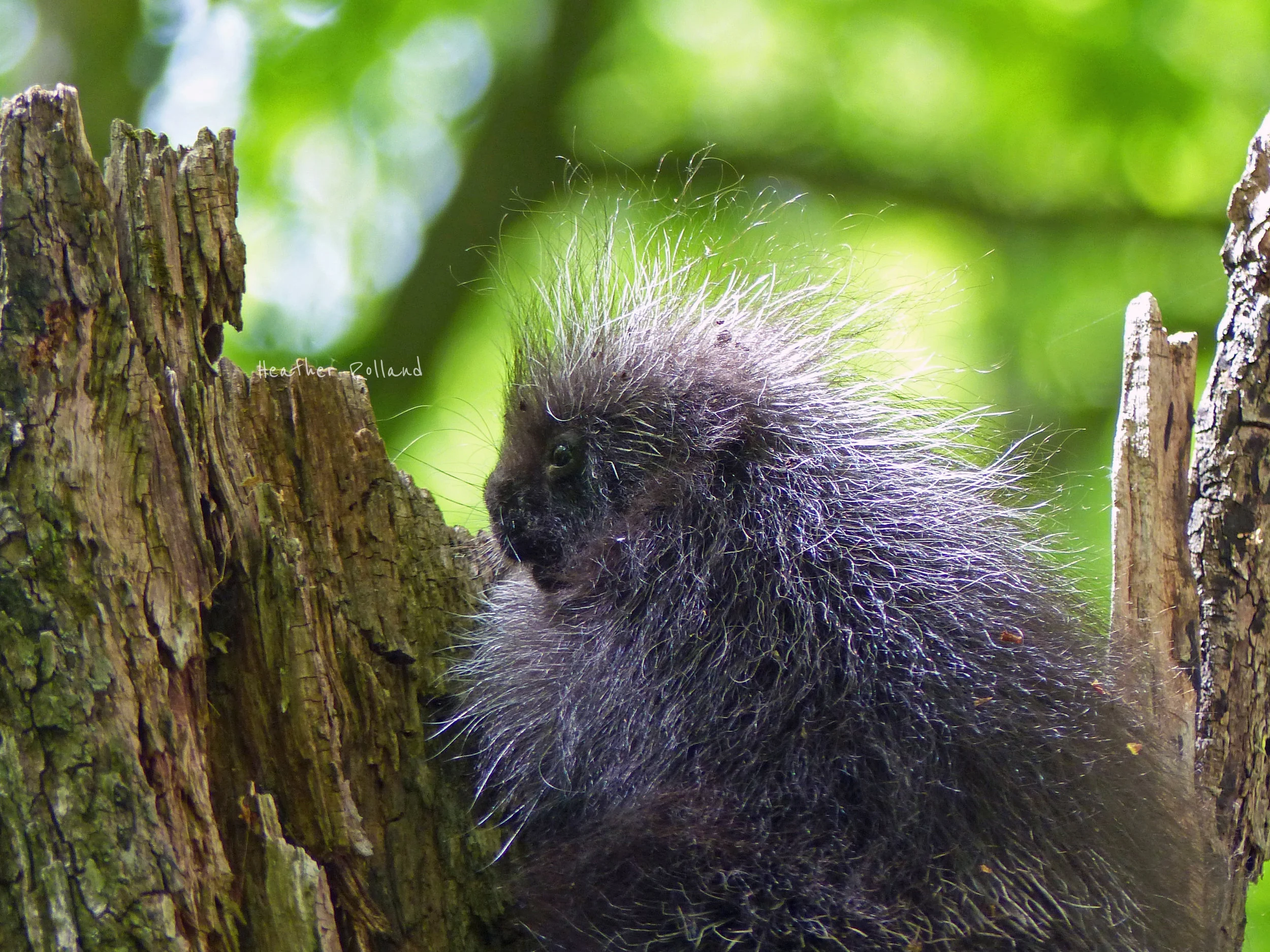 edited porcupette.jpg