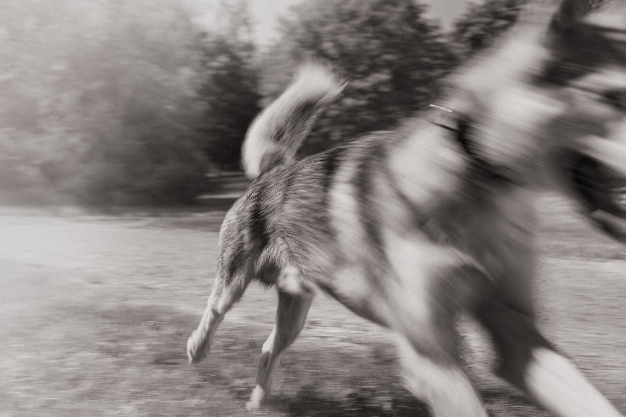 ROYAL CANIN - UNIQUE ABILITIES