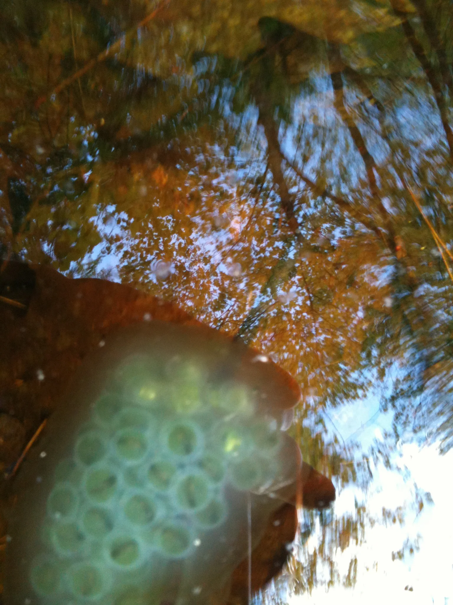 salamander eggs in vernal pool