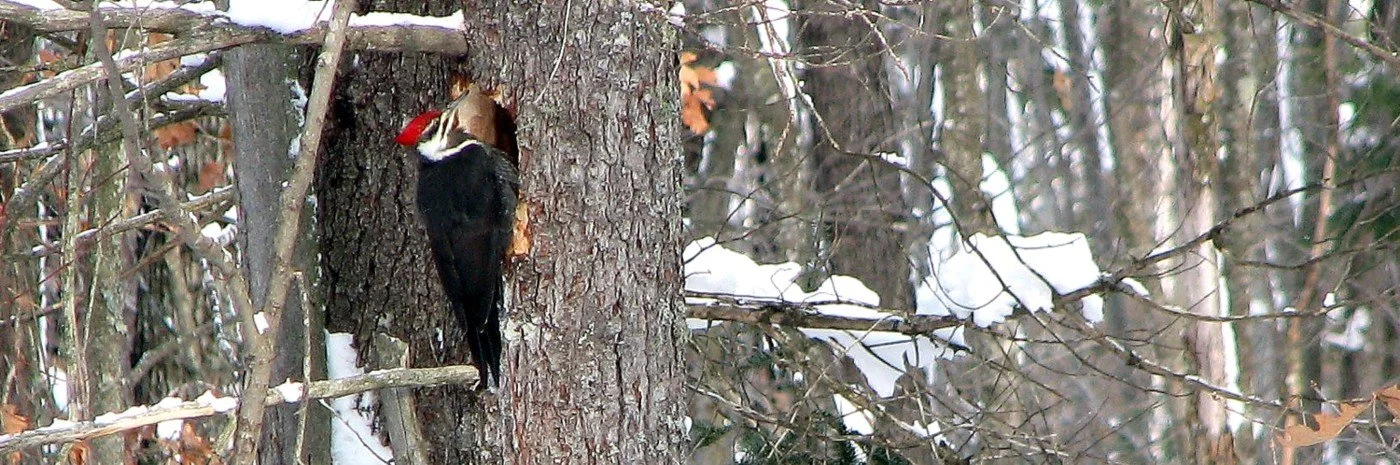pileated.JPG