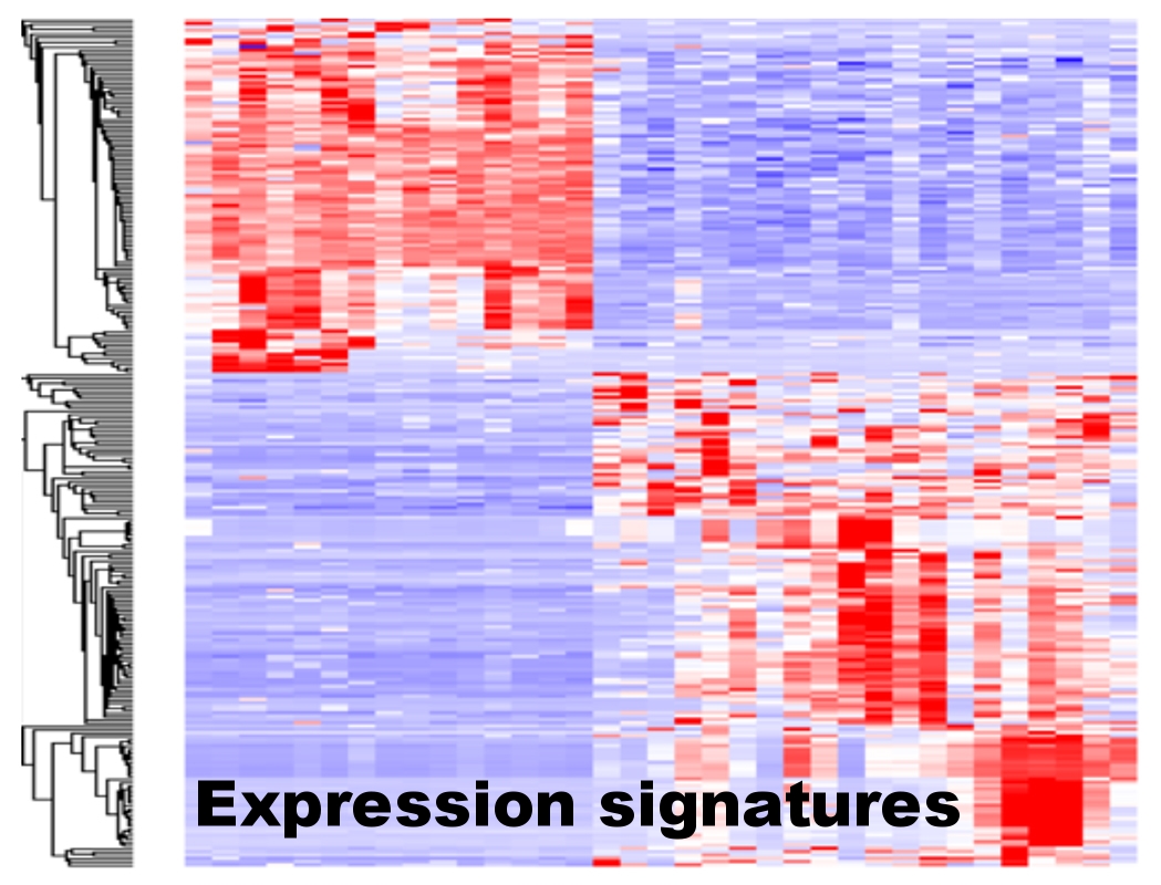 gene expression heatmap.jpg