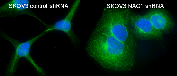 NAC1 knockdown impaired cytokinesis and resulted in polyploidy cells.