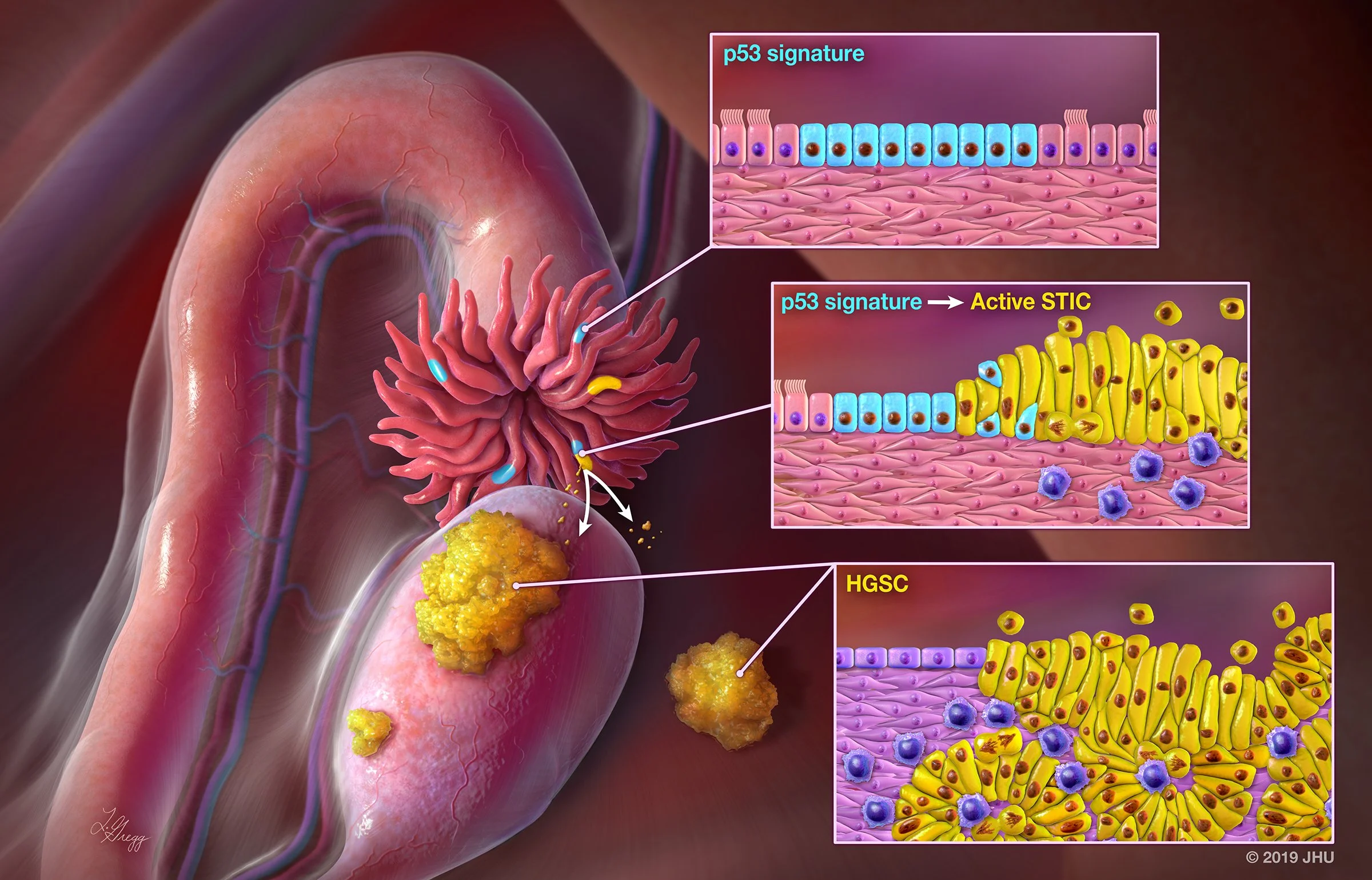update STICtoHGSC_v14_08.02.19.jpg
